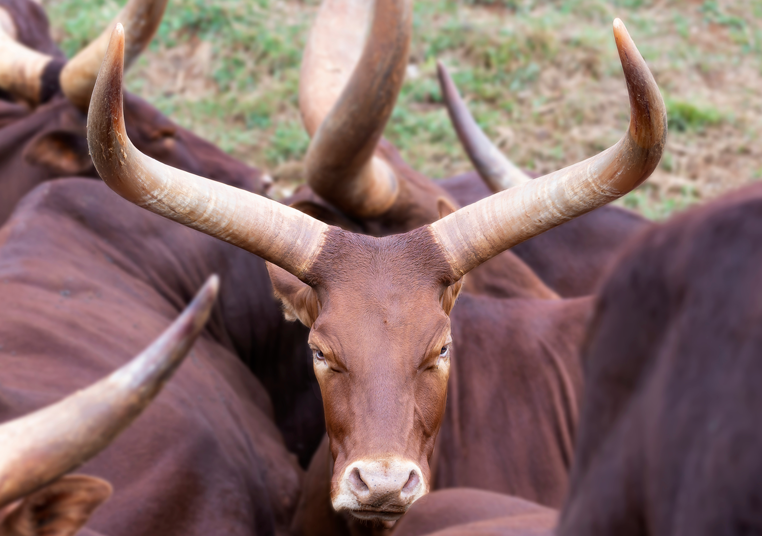 South Sudanese Watusi cow